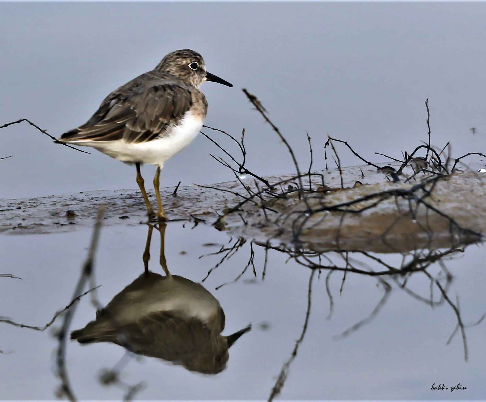 Temminck's Stint